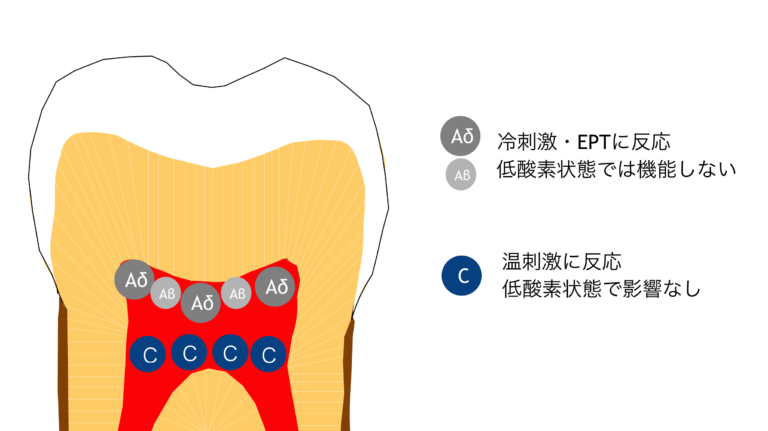 Aβ線維、Aδ線維、C線維