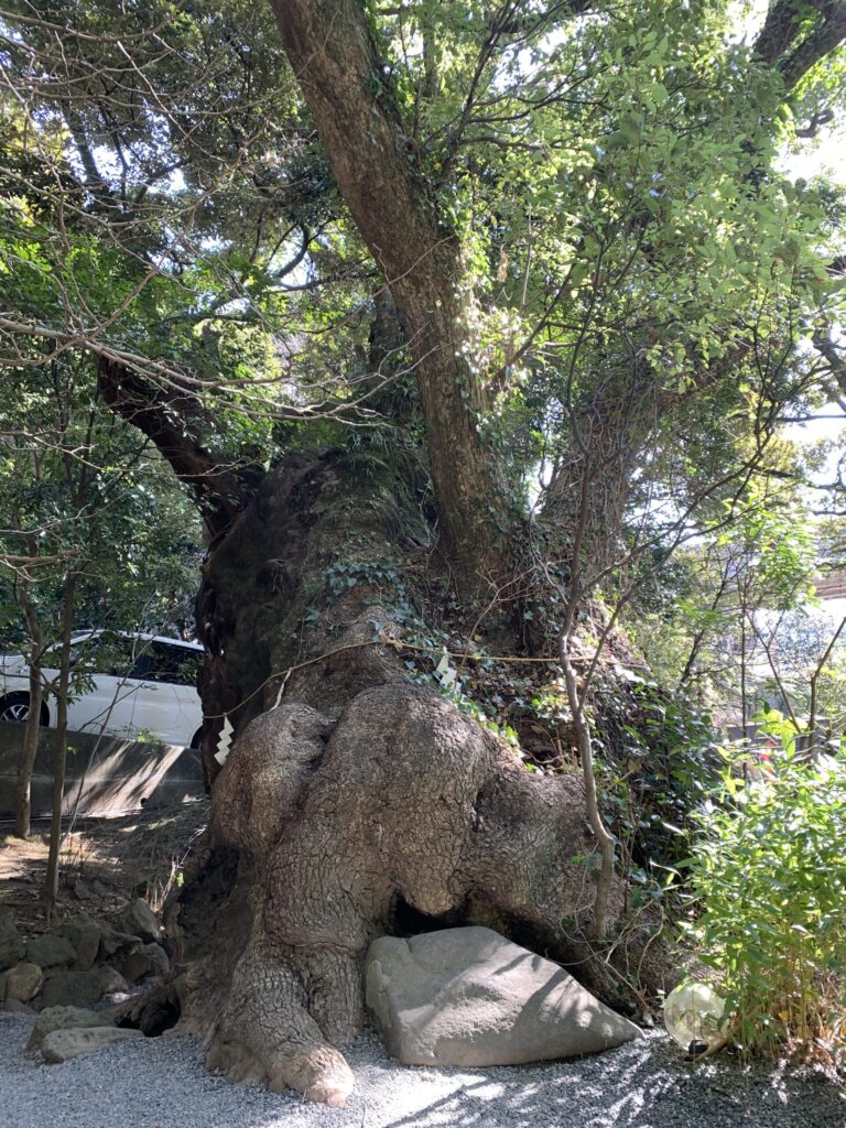 来宮神社の木2