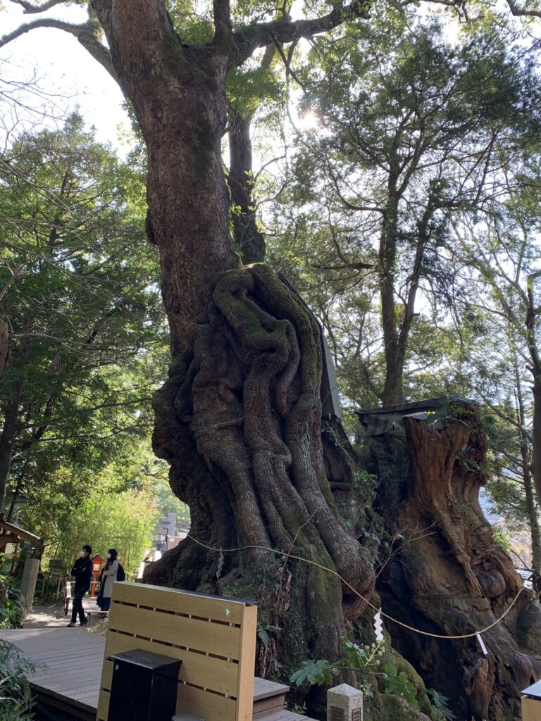 来宮神社の木3