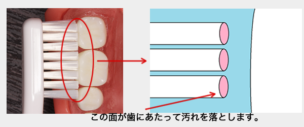 歯ブラシを歯に当てた画像